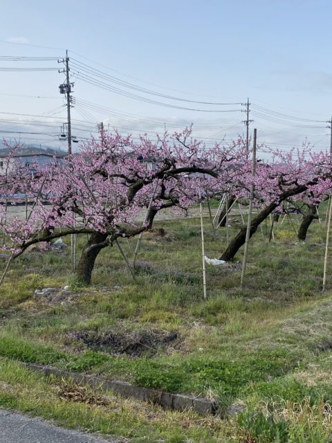 飯田市に春の訪れ
